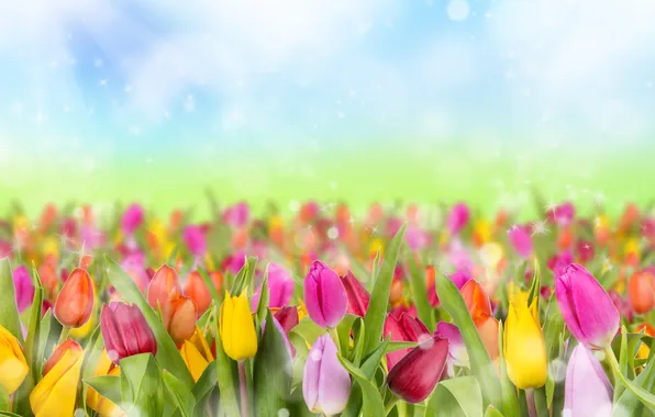 Picture glare, spring, tulips
