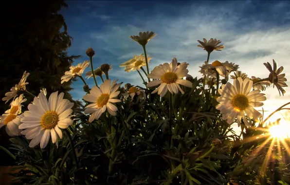 The sun, rays, flowers, white, Daisy