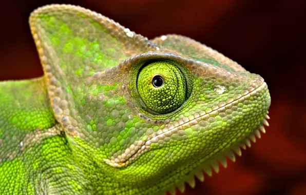 Macro, eyes, chameleon, head