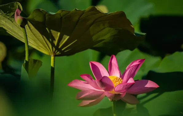 Picture leaves, light, flowers, blur, petals, stem, Lotus, pink
