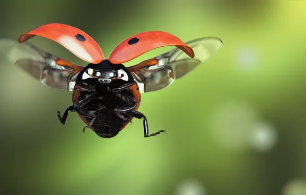Ladybug, art, insect, flight, Ladybird, monteillard-damien