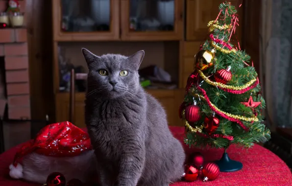 Cat, cat, look, pose, grey, Christmas, New year, face