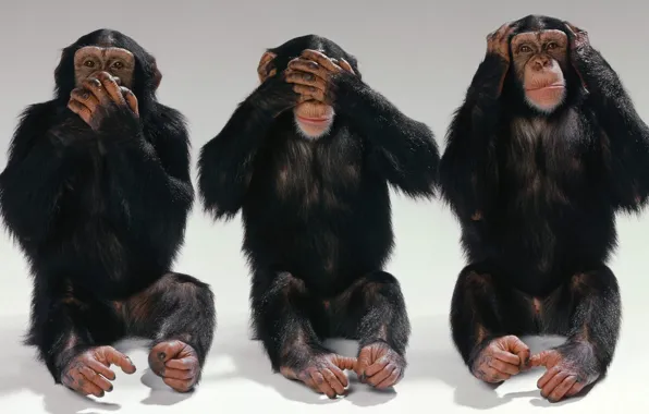 Eyes, mouth, Monkey, ears, three, chimpanzees