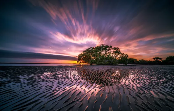 Picture sea, landscape, nature, sunrise, tree, dawn, shore, morning