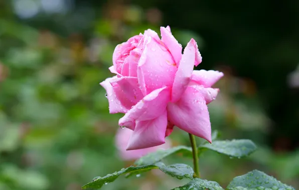 Leaves, drops, background, pink, rose, stem, Bud, one
