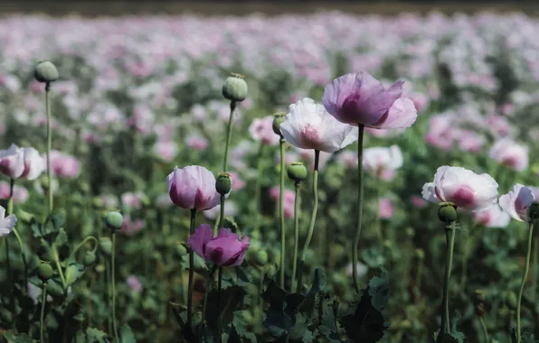 Flowers, Maki, meadow, pink, bokeh, poppy field