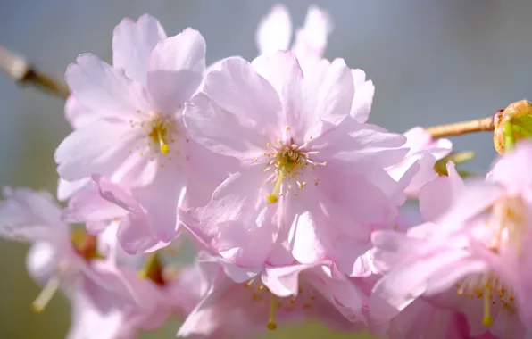 Macro, flowers, cherry, branch, spring, Sakura, pink, flowering