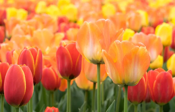 Picture tulips, buds, a lot, bokeh