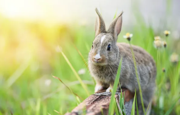 Grass, look, flowers, nature, grey, background, hare, chamomile