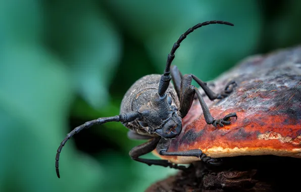 Mushroom, Beetle, insect