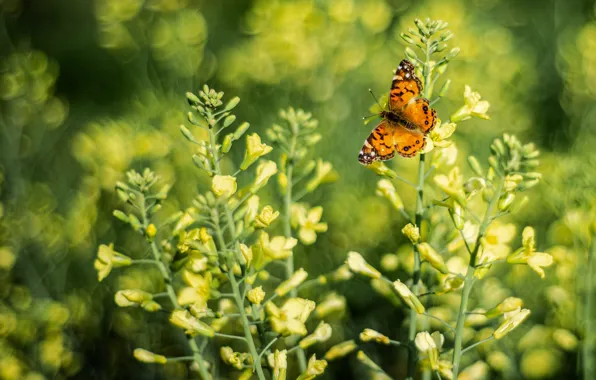 Flowers, butterfly, yellow, bokeh, rape