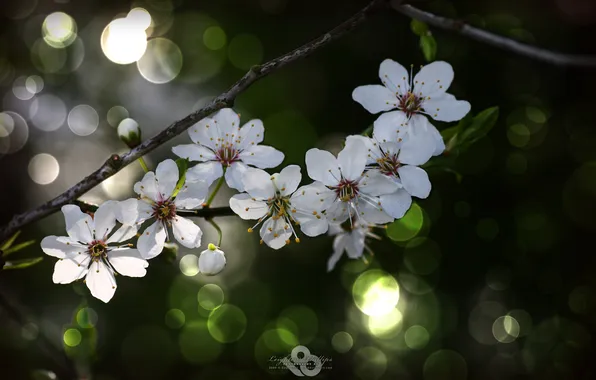 Flowers, cherry, spring, Sakura