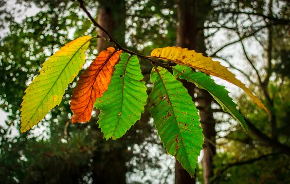Picture autumn, leaves, trees, branches