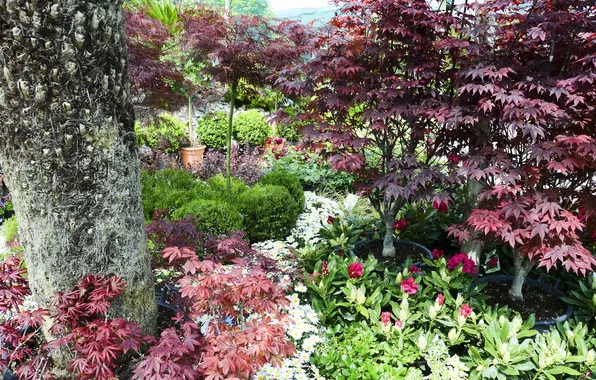 Nature, photo, plants, garden