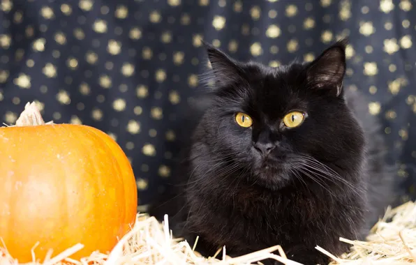 Autumn, cat, cat, look, pose, background, black, pumpkin