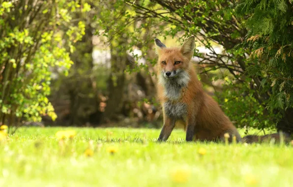 Summer, grass, look, glade, Fox, sitting, the bushes