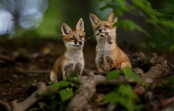 Forest, Fox, cubs, two Fox