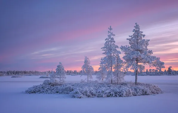 Picture winter, snow, trees, sunset, Russia, island, Karelia, frozen lake