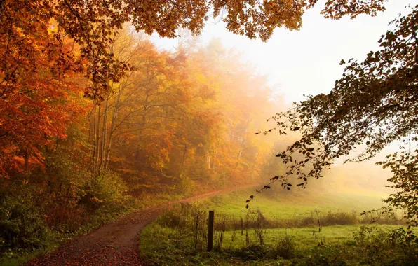 Autumn, forest, fog, morning, path, dampness