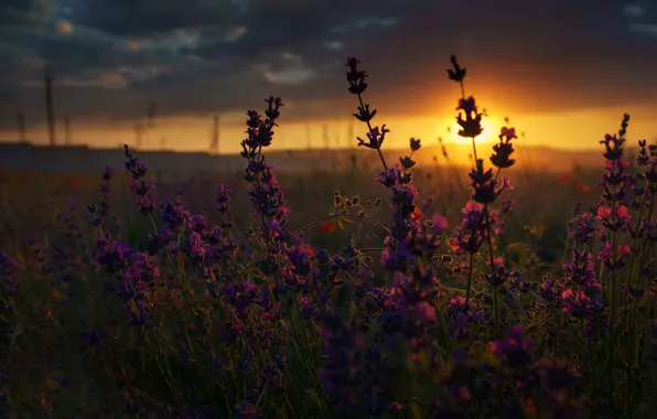 Picture field, summer, macro, sunset, flowers