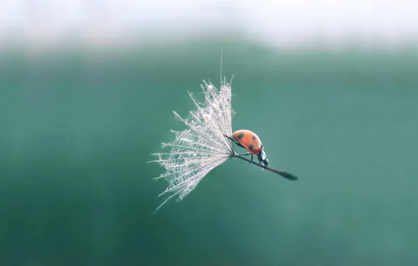 FLIGHT, INSECT, DANDELION, LADYBUG, FLUFF, DROP