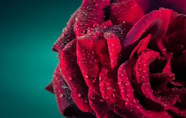 Picture drops, macro, Rosa, rose, petals
