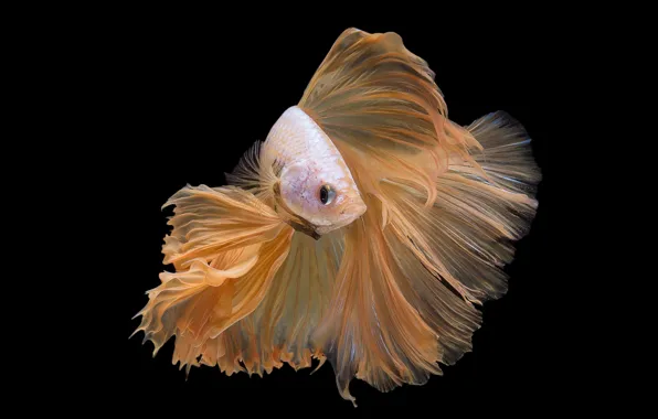 Picture macro, fish, fish, black background