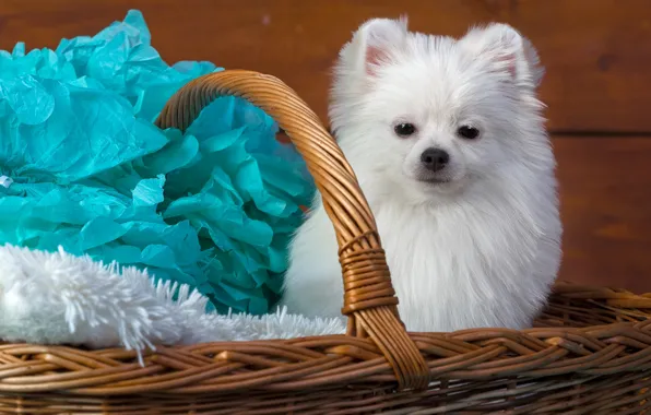 Wallpaper photoshoot, basket, sitting, blue, face, Spitz, white, paper