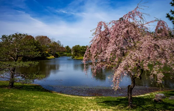 Picture the sky, grass, the sun, clouds, trees, pond, Park, USA