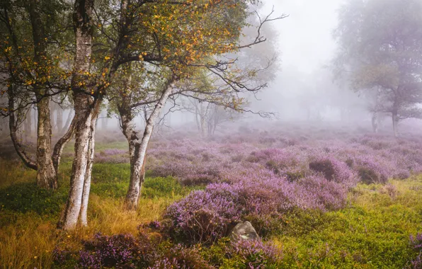 Picture autumn, trees, glade, England, birch, England, Heather, Derbyshire