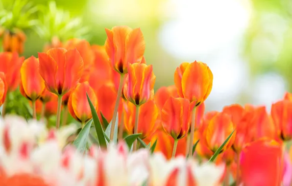 Tulips, buds, bokeh