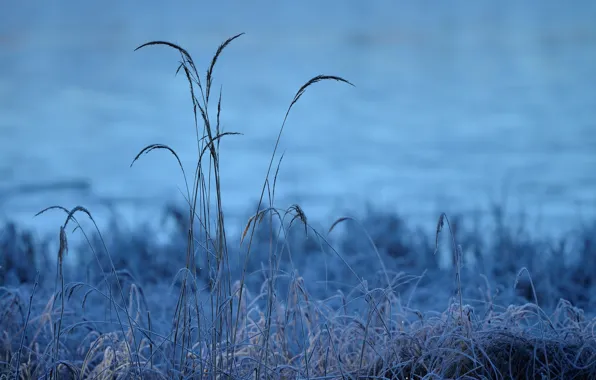 Cold, frost, grass, morning, frost, grass