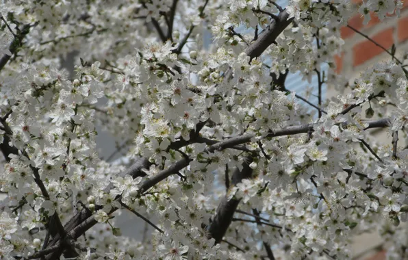 Branches, tree, a lot, April, spring 2018, mamala ©