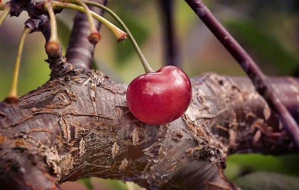 Macro, branches, cherry