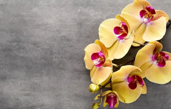 Yellow, Orchid, flowers, orchid