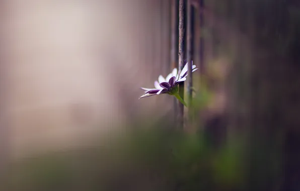 Flowers, background, the fence