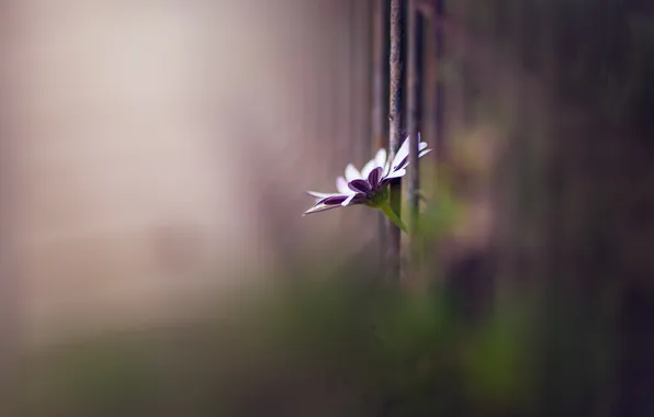 Flower, background, the fence