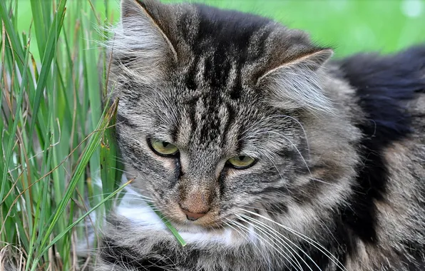Picture cat, grass, macro