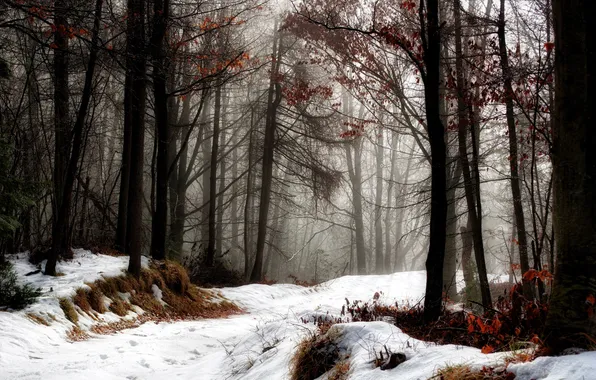 Winter, road, forest