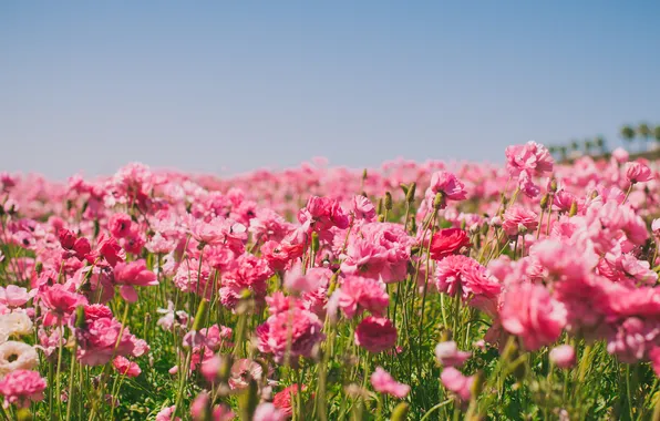 Picture summer, the sky, flowers, nature, Field, buttercups