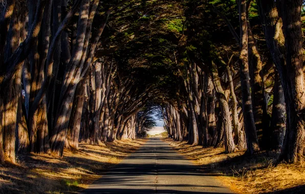 Picture road, autumn, trees