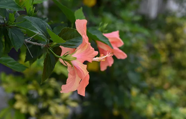Leaves, flowers, branch, hibiscus