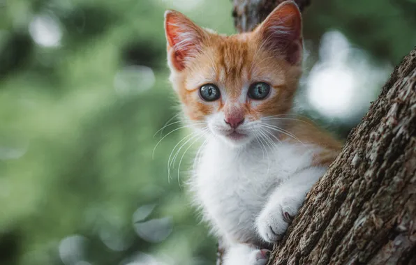 Cat, look, pose, kitty, tree, legs, red, blue eyes