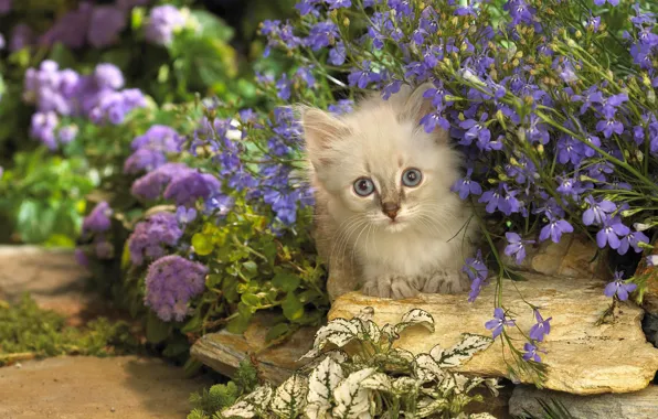 Picture cat, cat, flowers, stones, kitty, lilac, Kote, Peeps