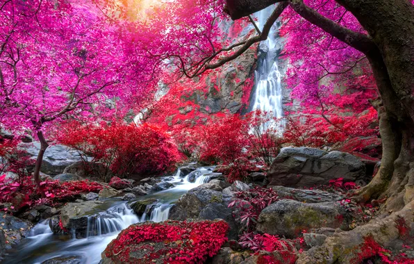 Forest, trees, branches, Park, stones, waterfall, treatment, stream