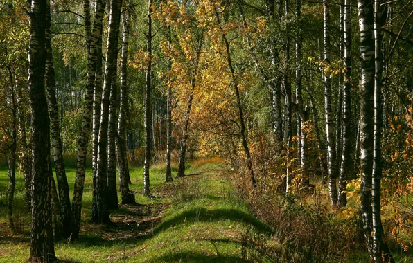 Autumn, forest, the sun, nature, glade, thicket, Sunny, Russian