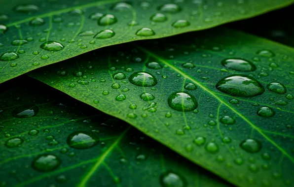 Leaves, drops, background, green, Wallpaper, art, green, wallpaper