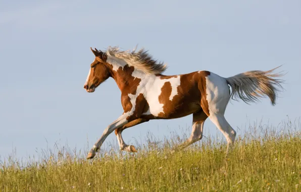 Grass, horse, horse, running, runs