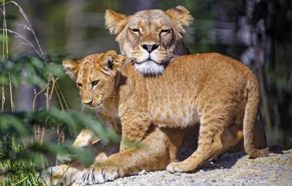Picture face, pose, stones, weasel, a couple, lioness, mom, lion