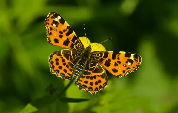 Picture Macro, Butterfly, Bokeh, Bokeh, Macro, Butterfly